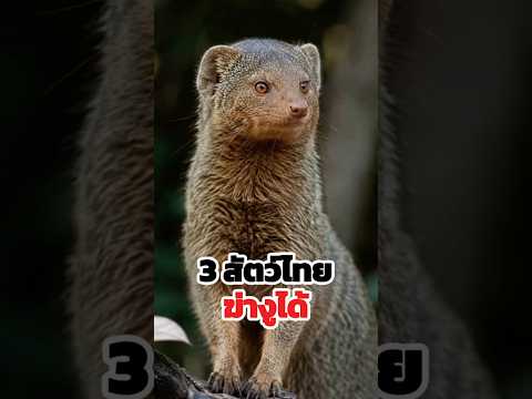 3 สัตว์ไทยที่ฆ่างูได้