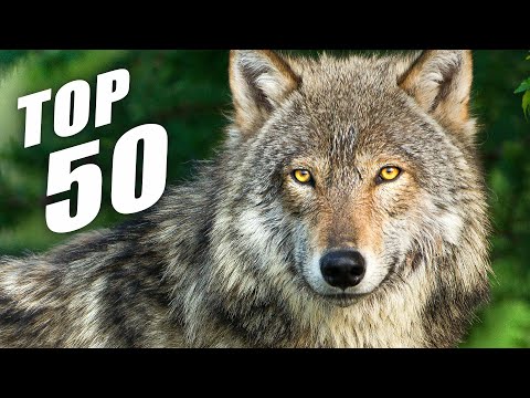 TOP 50 / Most Beautiful Exotic Jungle Animals 60FPS 8K ULTRA HD