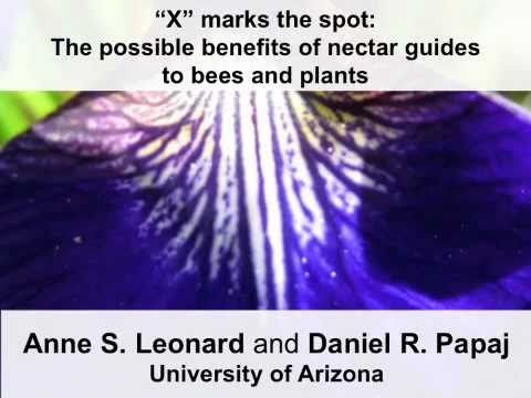 Nectar guides & foraging