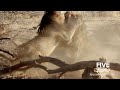 Lions Fighting Over Female