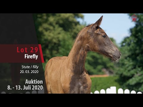 Online Auktion 9. - 13. Juli: Lot 29 Firefly Stute v. Filou - Vitalis