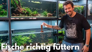 So fütterst du deine Fische richtig!