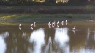 preview picture of video 'Two North American Bald Eagles'