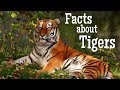 Tiger Facts for Kids | Classroom Learning Video