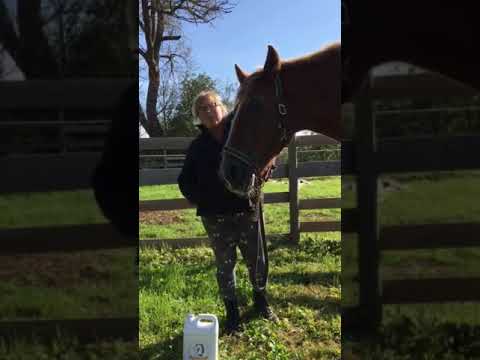YouTube video about: Where to buy camelina oil for horses?