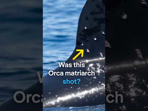 Was this orca matriarch shot? | DW News