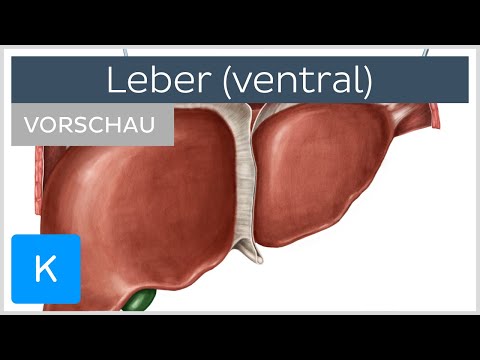 Anatomie der Leber: Anteriore Ansicht (Vorschau) | Kenhub