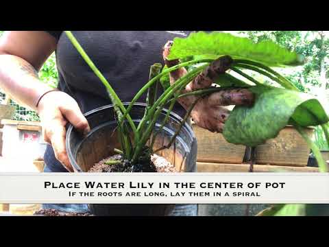 Garden Ponds- Re-potting a tropical water lily