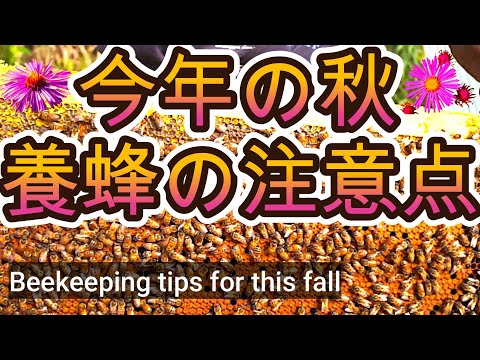 経済学科 晴蜂雨読 No. 65／今秋の養蜂で注意したい点／ケブカスズメバチ(キイロスズメバチ)の激増／ 2025年9月、その2／山崎亮一／日英字幕付／Beekeeping tips for this fall