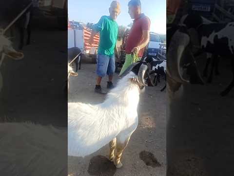 PREÇO DO BODE E OVELHA NA FEIRA DE VENTUROSA #VENTUROSA #youtubeshorts #youtubevideo #youtube.com