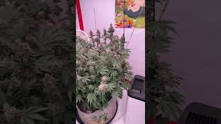 GmO From The Homie Bruneau Farms! Crosses On The Way Soon!!