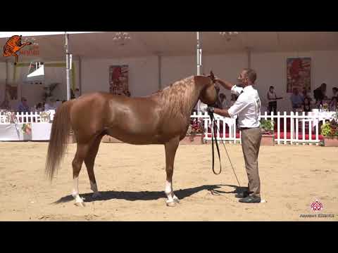 N 112 EVANGELOS KA   2020 Menton Mediterranean and Arab Countries Arabian Horse Championship   4 6 Y
