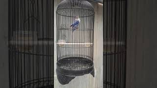Download lagu lovebird ngekek kasar mp3 Download lagu lovebird ngekek kasar mp3