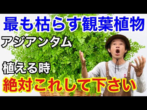 ミズゴケの育て方と目的は？なぜ持続可能な代替品を選ぶのでしょうか?  庭園