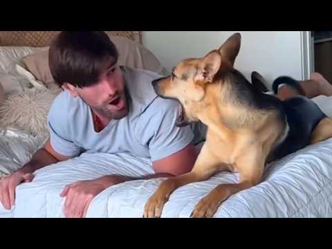Quand les chiens font des bêtises avec leurs humains 🤣 drôle de chien et d'humain