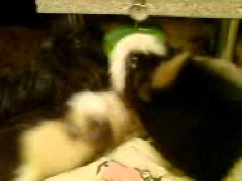 Dinner a la Charakterschwein