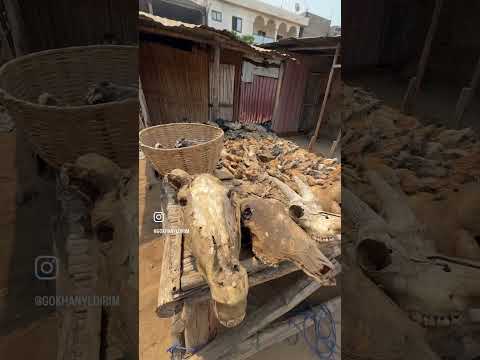 Voodoo ayinlerinde kullanmak için satılan hayvanlar!