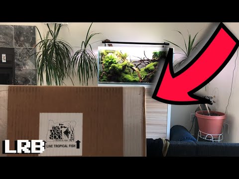 Unboxing a BiG BoX of Fish from The Wet Spot Tropical Fish + A Couple Updates