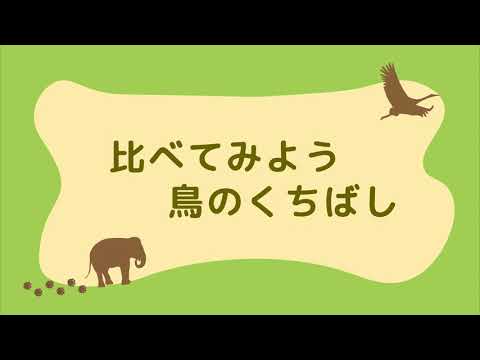鳥のくちばしの種類