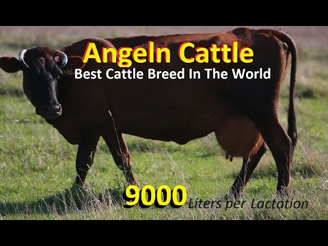 , title : 'Angeln Cattle Breed | Best Cattle Breed For Milk Production |'