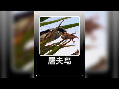 老鼠被釘在荊棘上，兇手竟是巴掌大的屠夫鳥？骨頂雞是最狠母親 #動物科普 #動物世界解說 #動物科普解說 #動物的迷惑行為 #動物世界 @臺鈴電動車 #臺鈴618巨好買