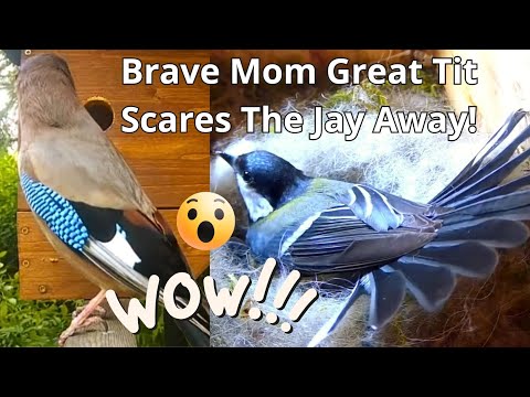 Wow!😮 What a Brave Mom! 👍❤️ Great Tit (Parus Major) Scares The Jay Away Twice!😍