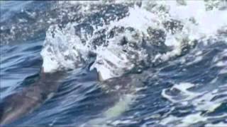 Francesco De Gregori " Jazz "