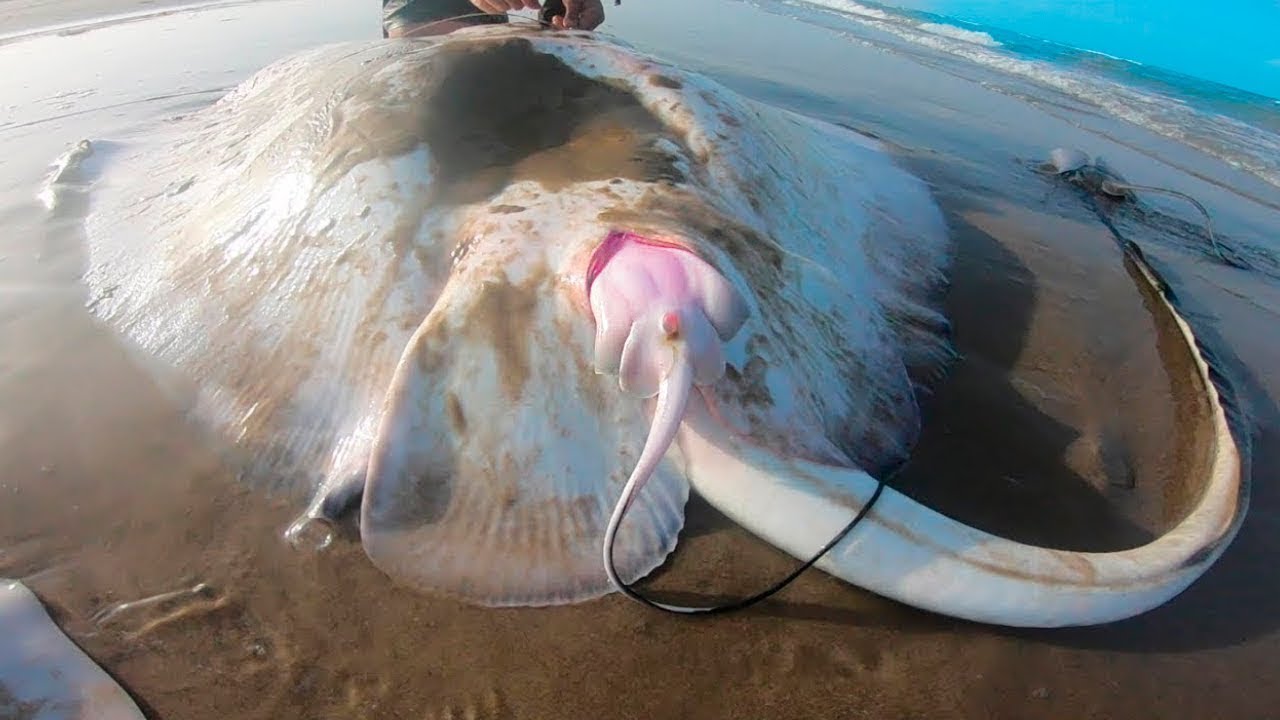 Crazy Ways Sea Creatures Give Birth