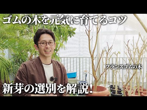 小葉ゴムの木、ユーカリ・パルブラ