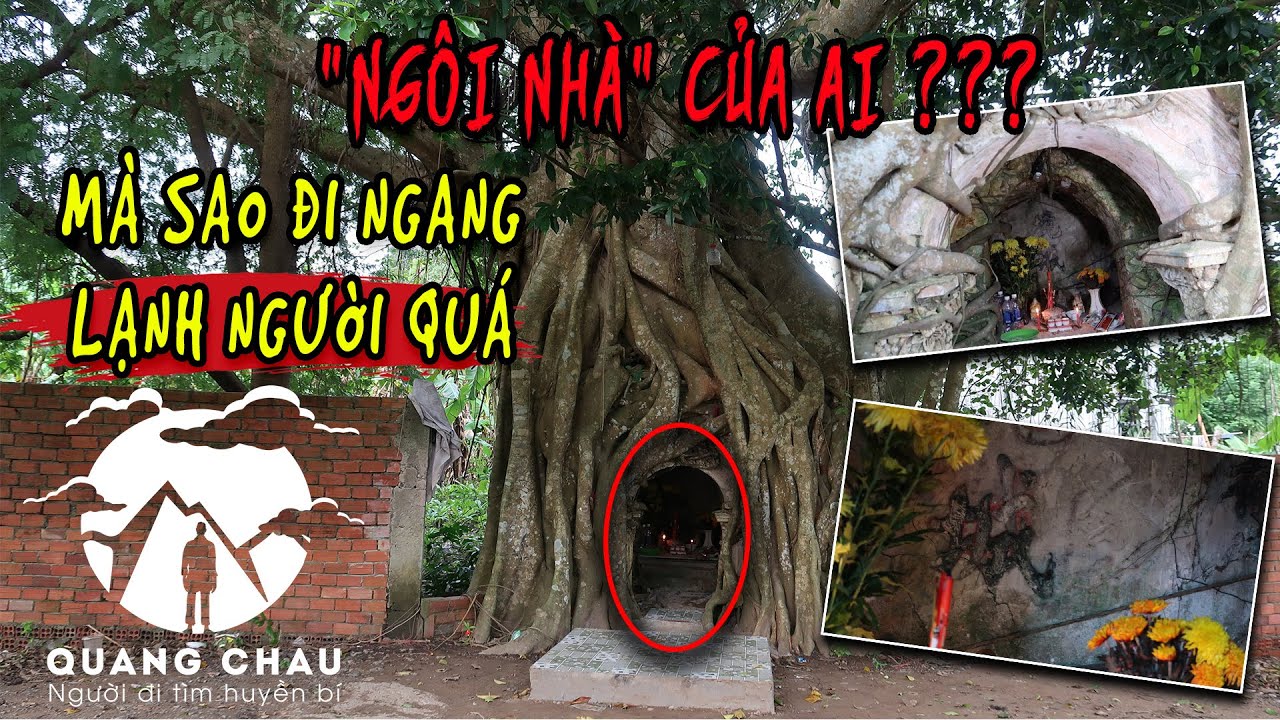 Thần Cây 100 tuổi ôm lấy Miếu 5 Cô Linh Thiêng để bảo vệ “Ngôi Nhà Huyền Bí” nơi đây