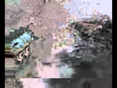 real death of dog in khairpur