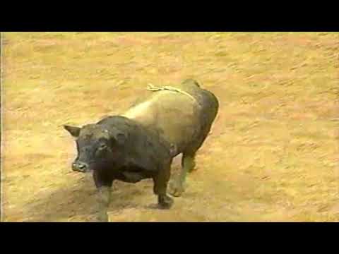 Baby Face bucks Michael Gaffney - 96 PBR Birmingham