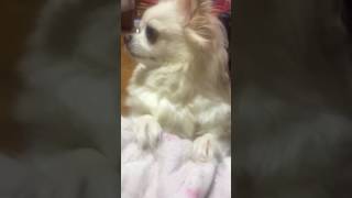 ちわわ