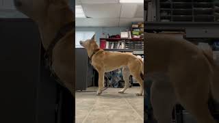 Video preview image #1 Labsky Puppy For Sale in Rustburg, VA, USA