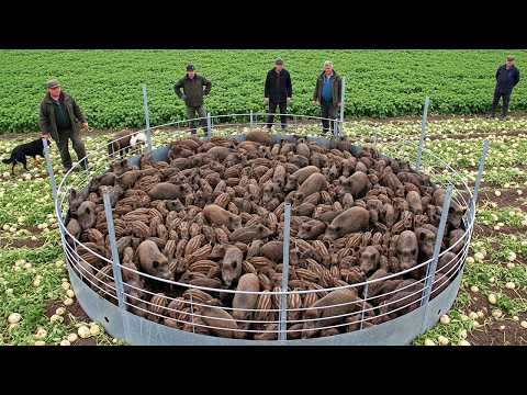 Unexpected Results — New Trap Design Helps Protect Farms From Wild Boar Damage