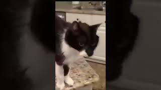 Xでバズっていた　世界一声が低い　猫！？　そのわけとは…