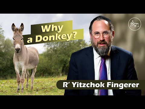 Why a Donkey | Rabbi Yitzchok Fingerer