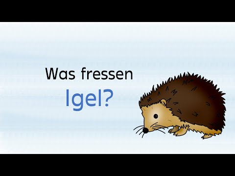 Was fressen Igel (Lernvideo, Sachunterricht, Grundschule)