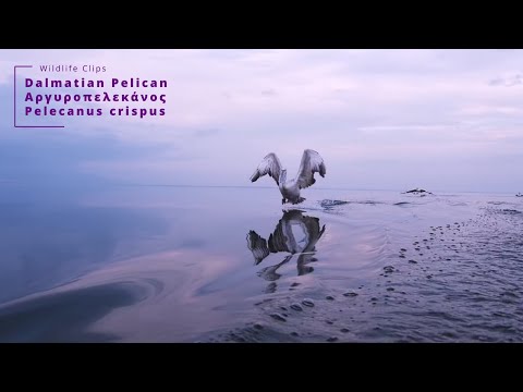 Pelicans of Lake Kerkini! Slow motion action! #wildlife #kerkini #pelican