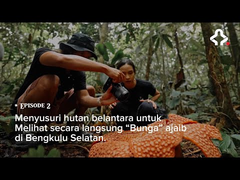 Ekspedisi Wonderland Indonesia (Episode 2) Keajaiban Bumi Rafflesia