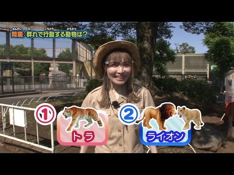 【公式】アニア どうぶつクイズ！【タカラトミーキッズ】動物園 | たのしく学ぼう | 生態 | 習性 | animal | zoo | ファミリー | トラ | ライオン | ゾウ