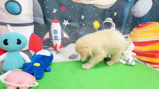 ゴールデンレトリバーの動画01