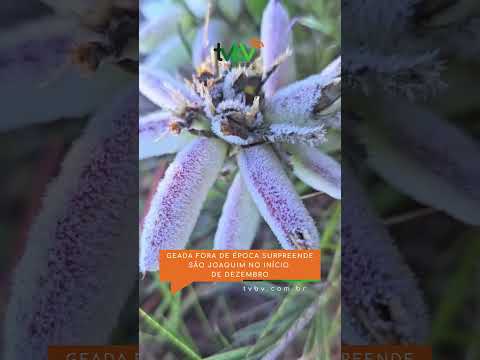 Geada fora de época surpreende São Joaquim no início de dezembro