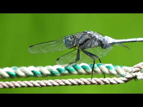 虹色のトンボ:空の曲芸師 自然と動物
