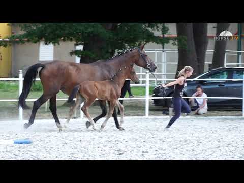 Schirmer, Sezuan´s Donnerhall-Danny Wilde-Rohdiamant