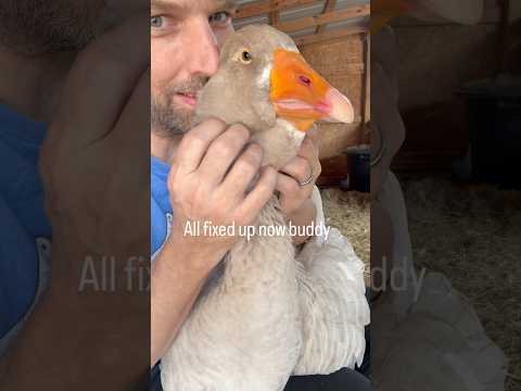 Tank🪿 did great without his shoe today, but it’s back on for healing. Such a good boy 💛💊 #geese