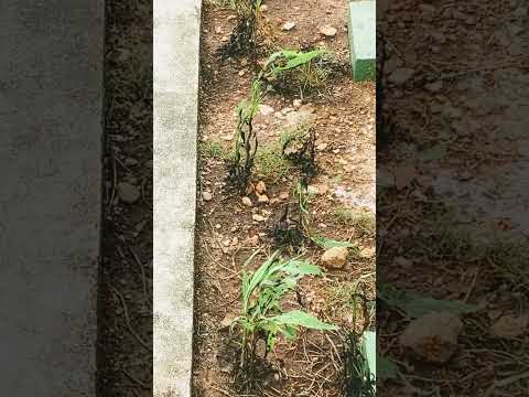 重曹と酢は天然の除草剤レシピで効果的に機能しますか?  庭園