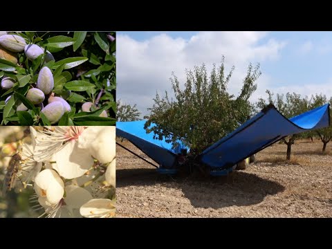 How are almonds grown and harvested | Almond harvesting | benifits of almonds | Green acres