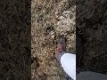 Squashing Muddy Boots Into The Muck Heap Wind Blowing