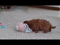 Cavapoo dogs for sale: Austin - Video 1